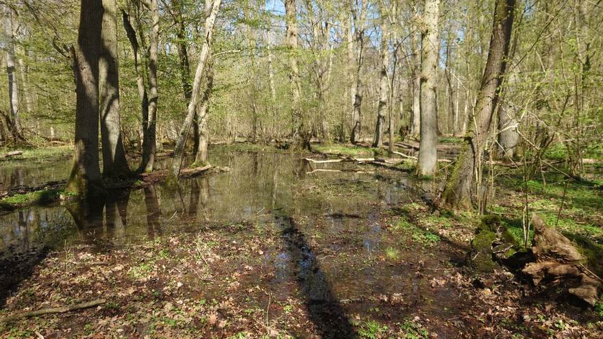 Bruchwaldartige Bestände mit stehendem Wasser innerhalb der Maßnahmenfläche