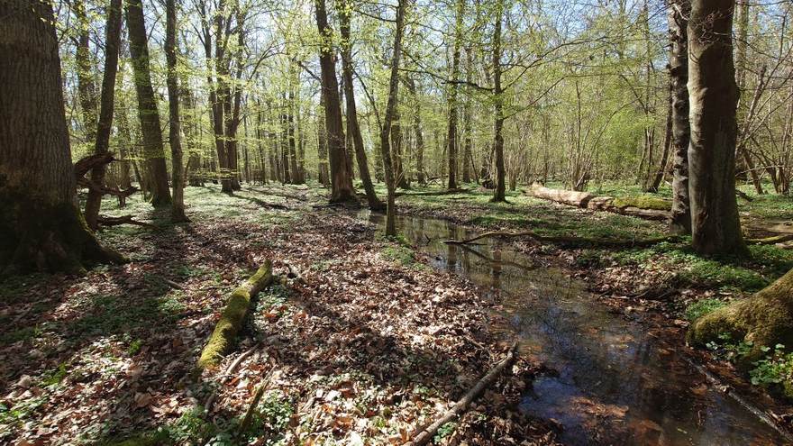 Ehemaliger Entwässerungsgraben, der durch Grabenverschlüsse kein Wasser mehr abführt