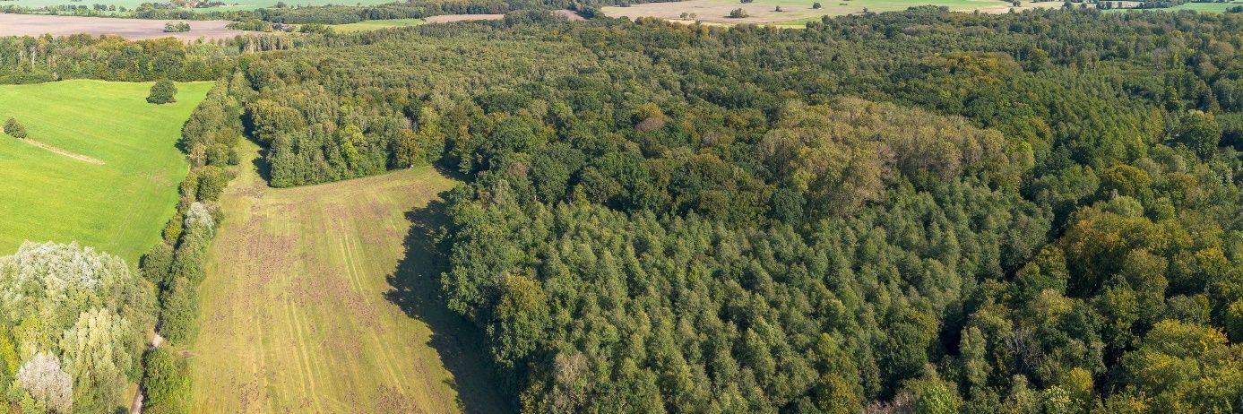 Luftbild des Naturwaldes Alt-Seehagen in Vorpommern